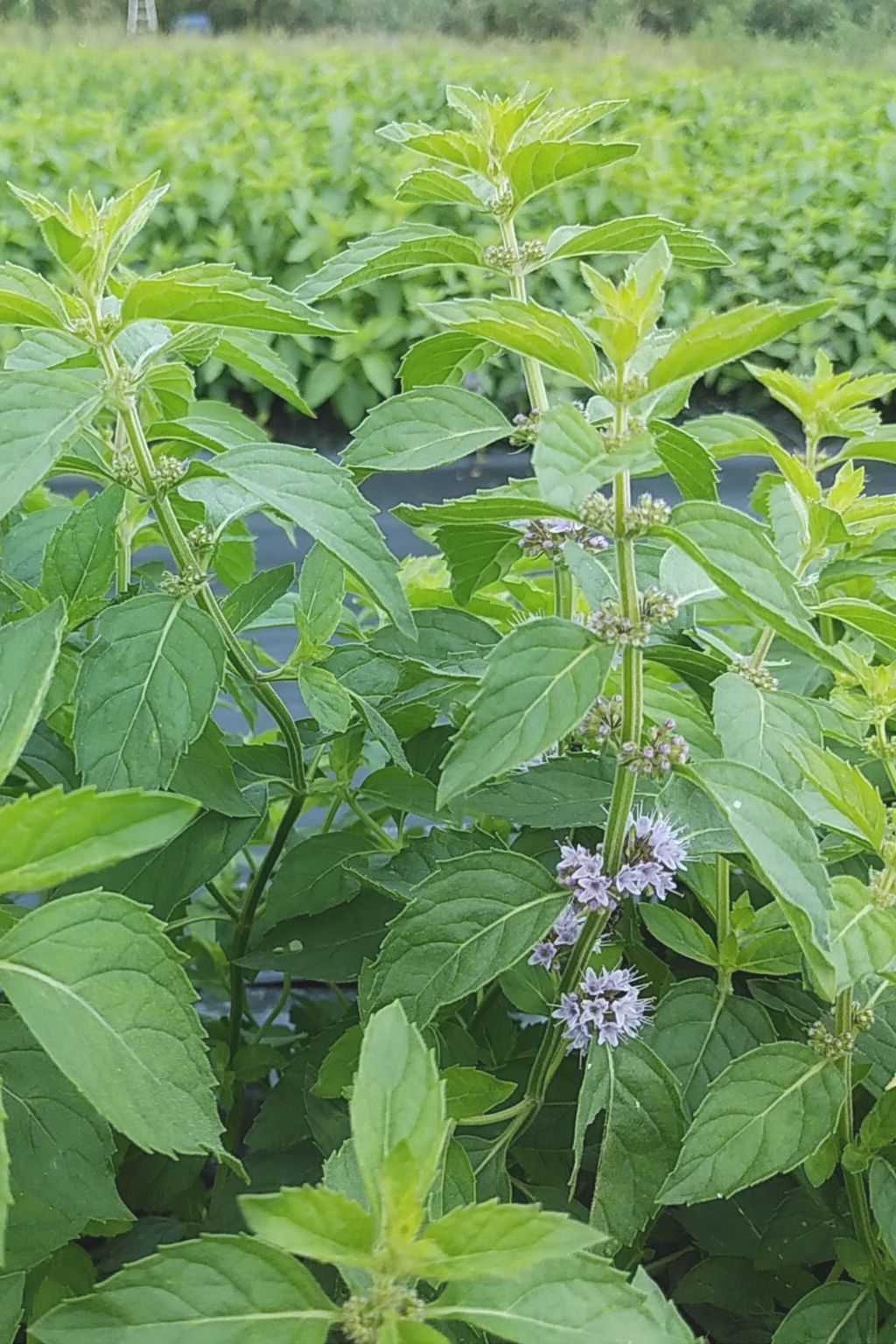 日本北見薄荷單方精油