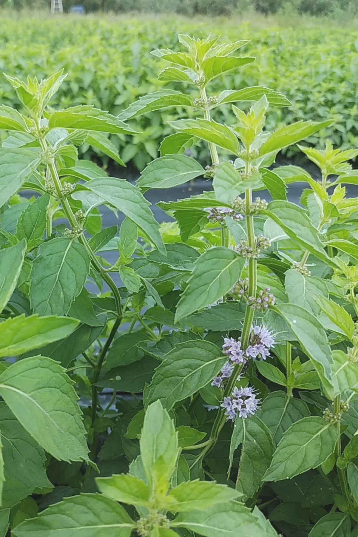 日本北見薄荷單方精油